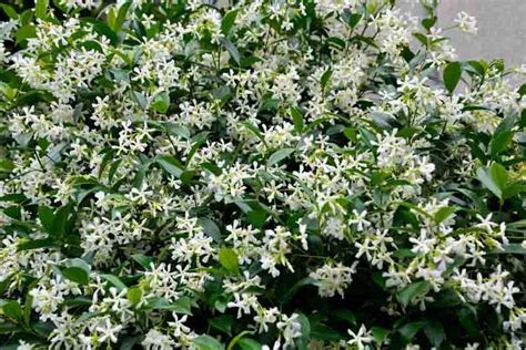 dwarf asian jasmine|trachelospermum asiaticum asian jasmine.